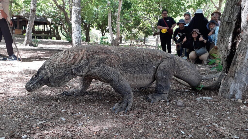 komodo dragos tour
