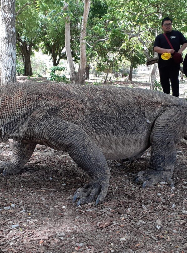 komodo dragos tour