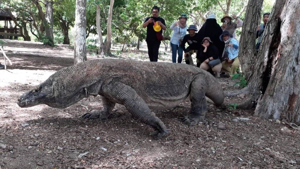 komodo dragons day trip