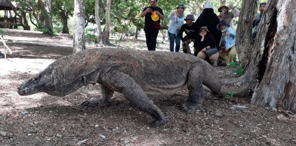 komodo dragons day trip