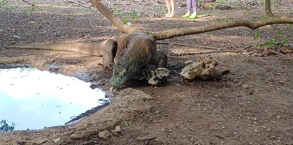komodo kayaking